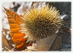 Eßkastanie an Herbstlaub