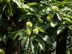 Esskastanie (Castania sativa) im Botanischen Garten der Universität Münster