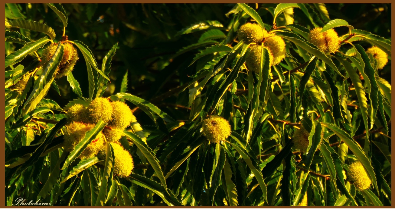 Esskastanien in der Sonne