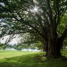 Esskastanienbaum Petworth-Park