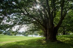 Esskastanienbaum Petworth-Park