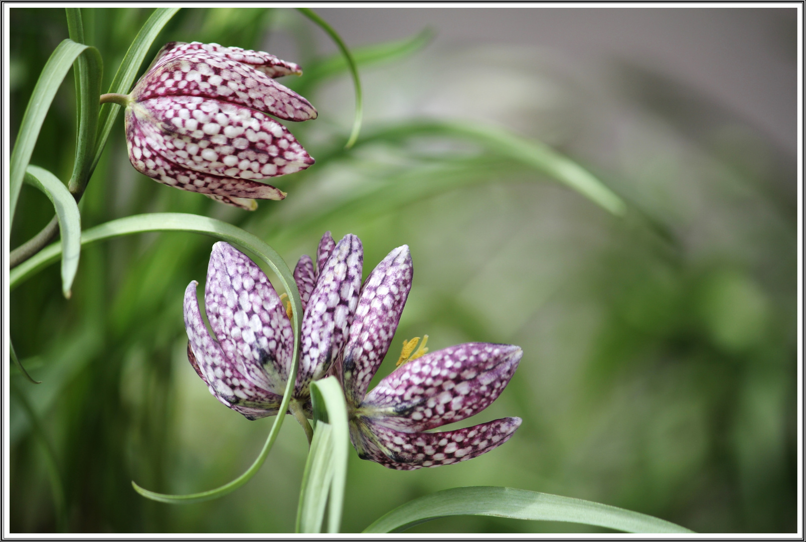 Esslinger Frühling