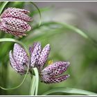 Esslinger Frühling