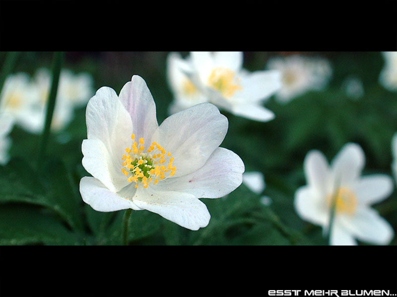 ESST MEHR BLUMEN