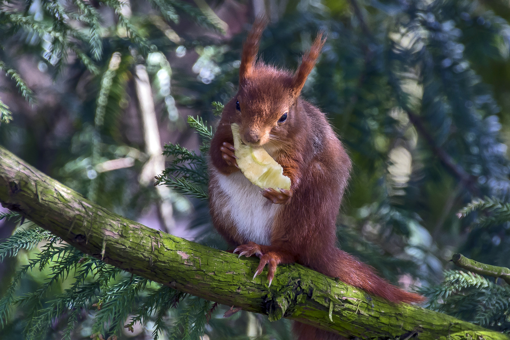 Esst mehr Obst....