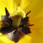 Esszimmer einer Tulpe