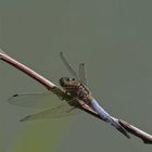 est ce bien un orthetrum reticulé ?