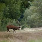 Est ce la fin d'un règne ?