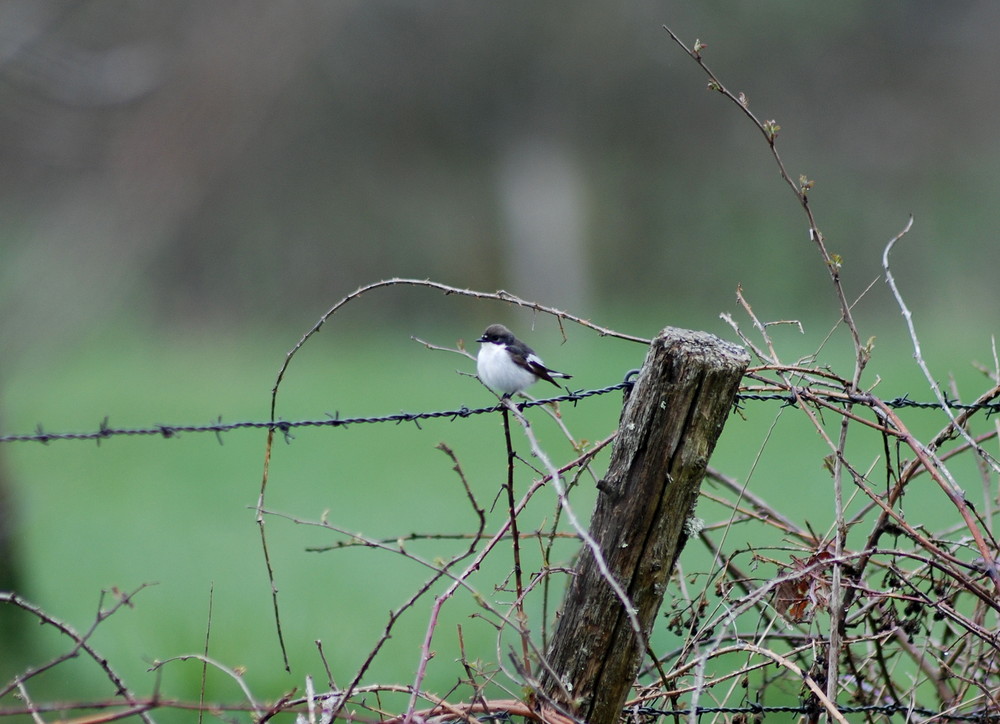 est ce un gobemouche?