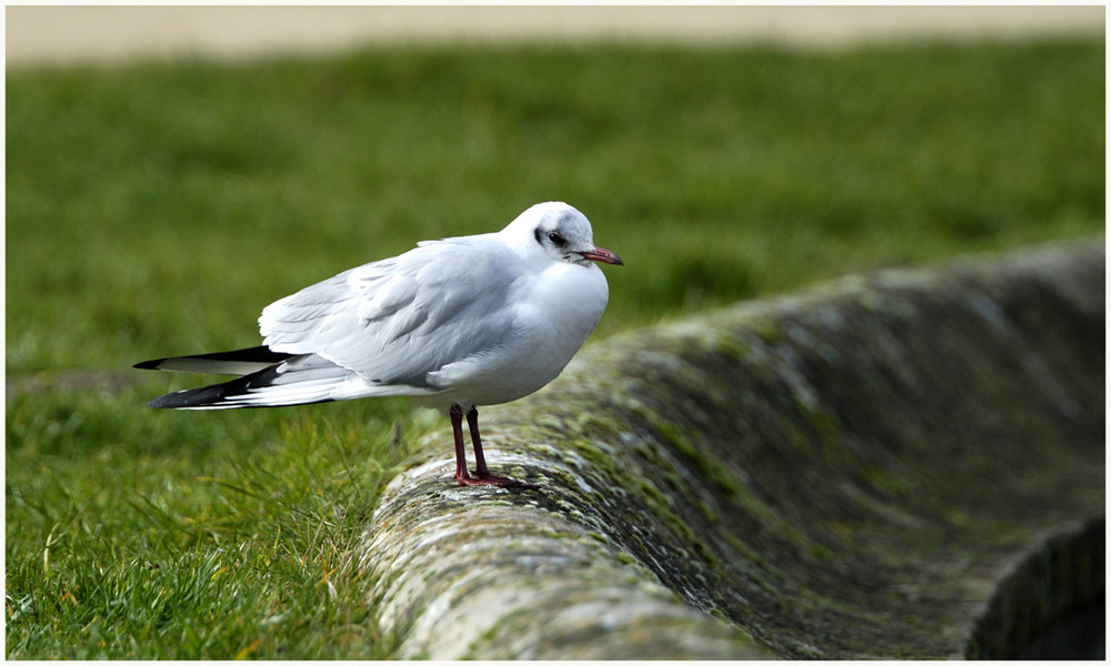 Est ce une mouette ?