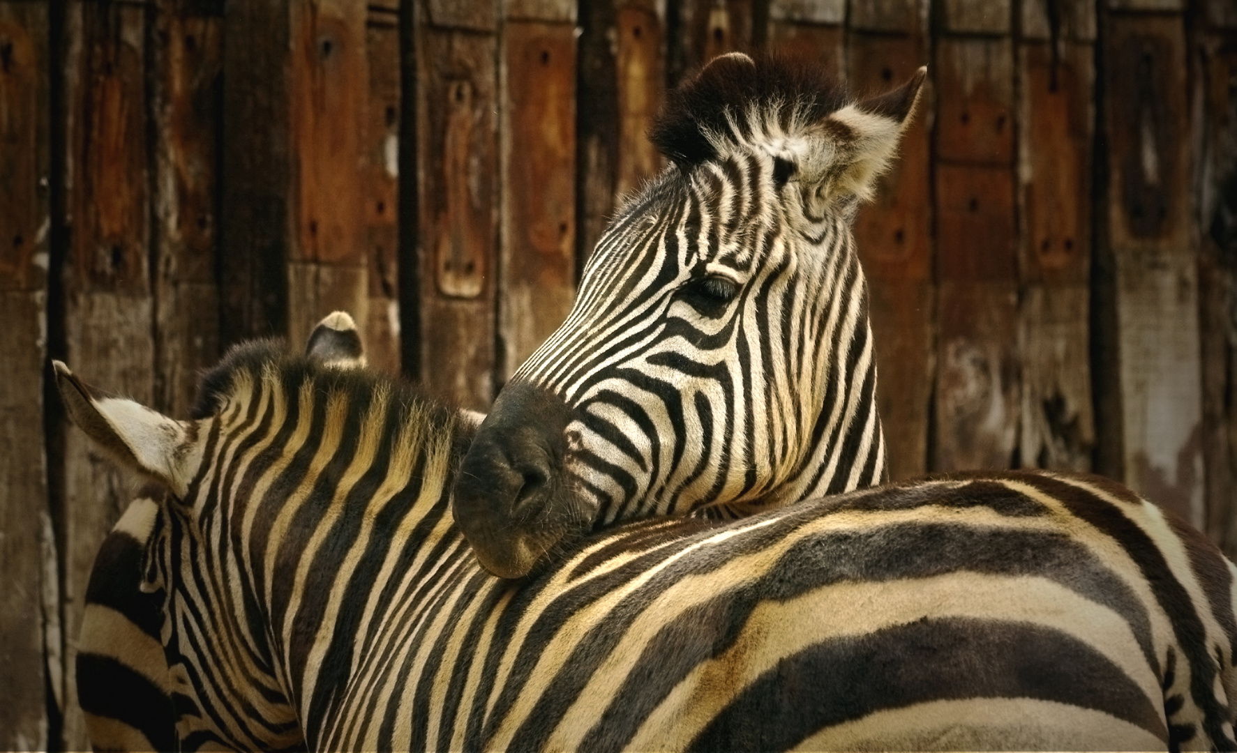 Est il important pour un zebre de se tenir a carreaux?