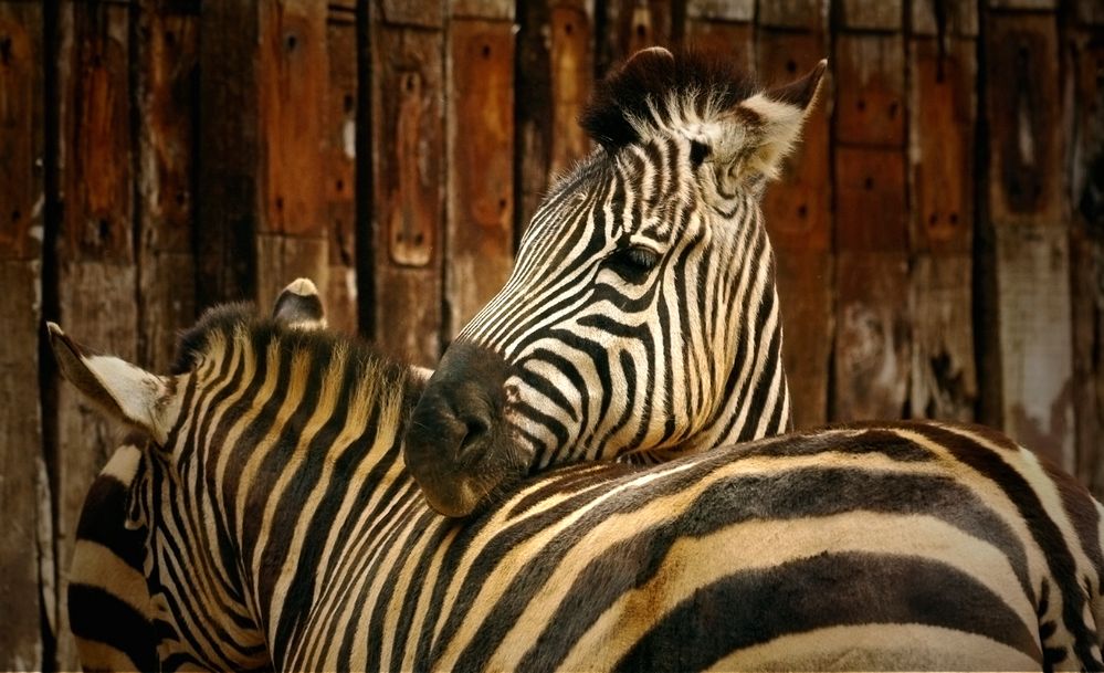 Est il important pour un zebre de se tenir a carreaux?