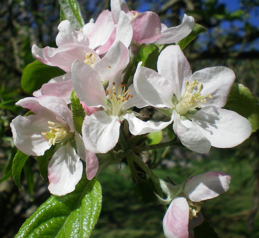 ESTA NACIENDO UNA MANZANA