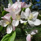 ESTA NACIENDO UNA MANZANA