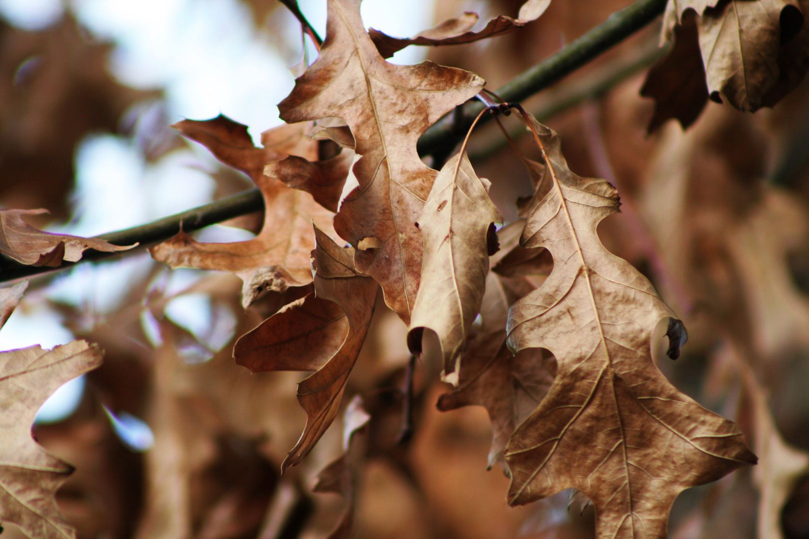 Estamos en otoño