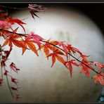 Estampe Japonaise : la branche et la Lune