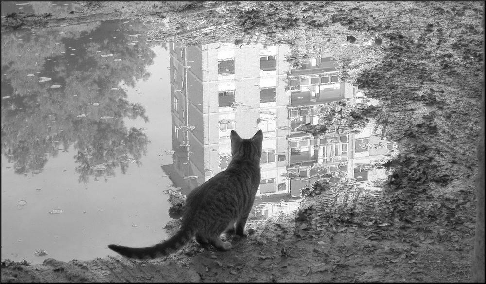 estan boca abajo Imagen & Foto ciudades, ventana, luz Fotos de