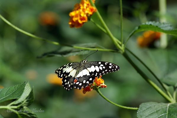 ...estando posada...