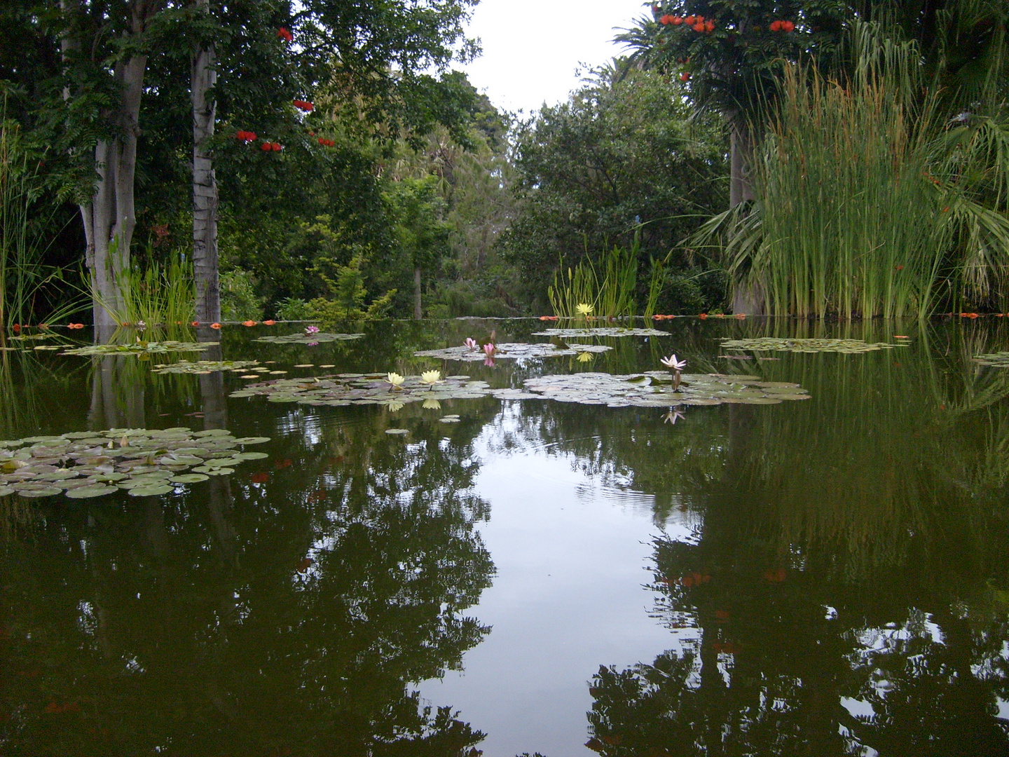 Estanque, Jardín de Aclimatación de la Orotava