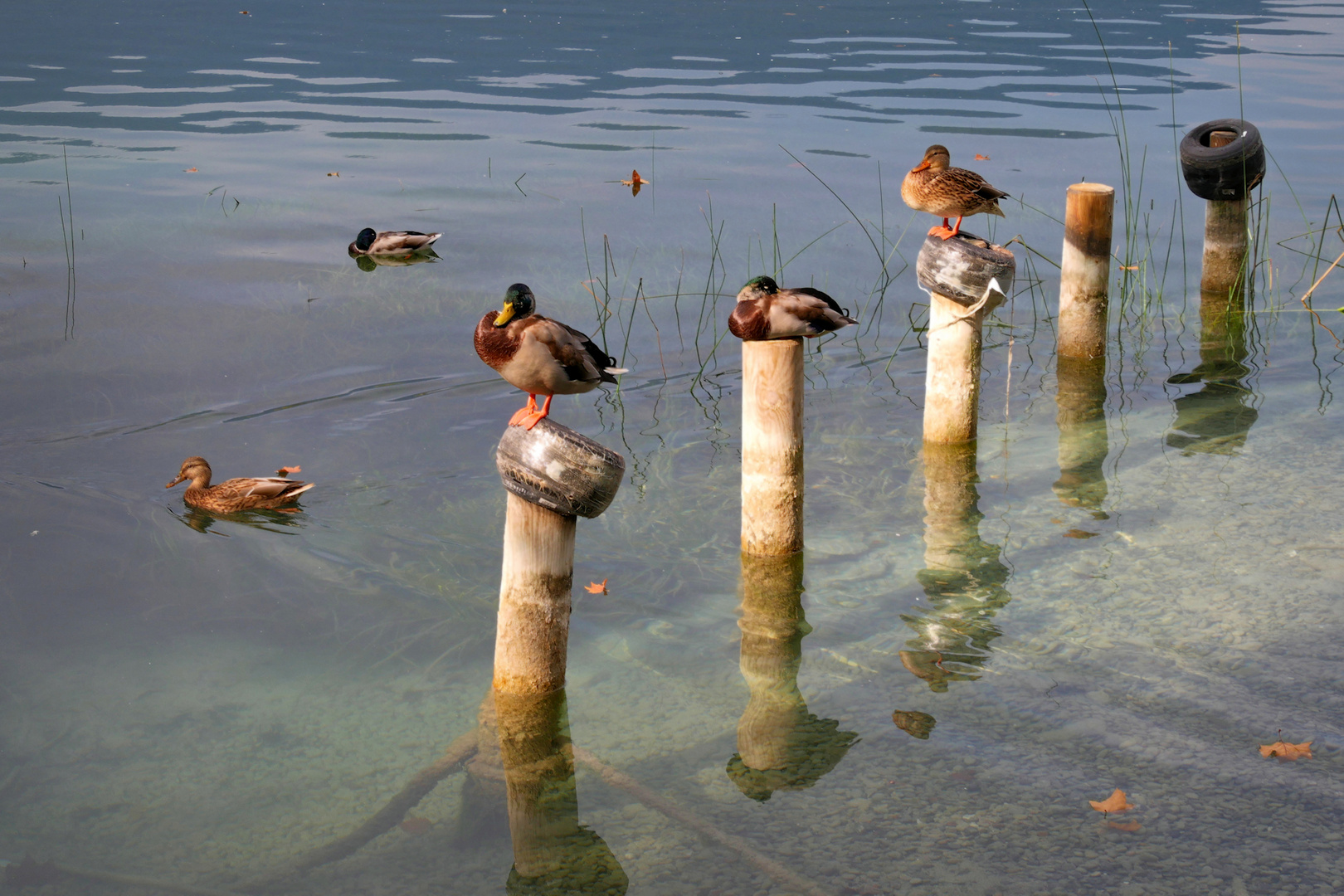 Estany de Banyoles