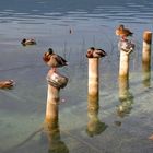 Estany de Banyoles