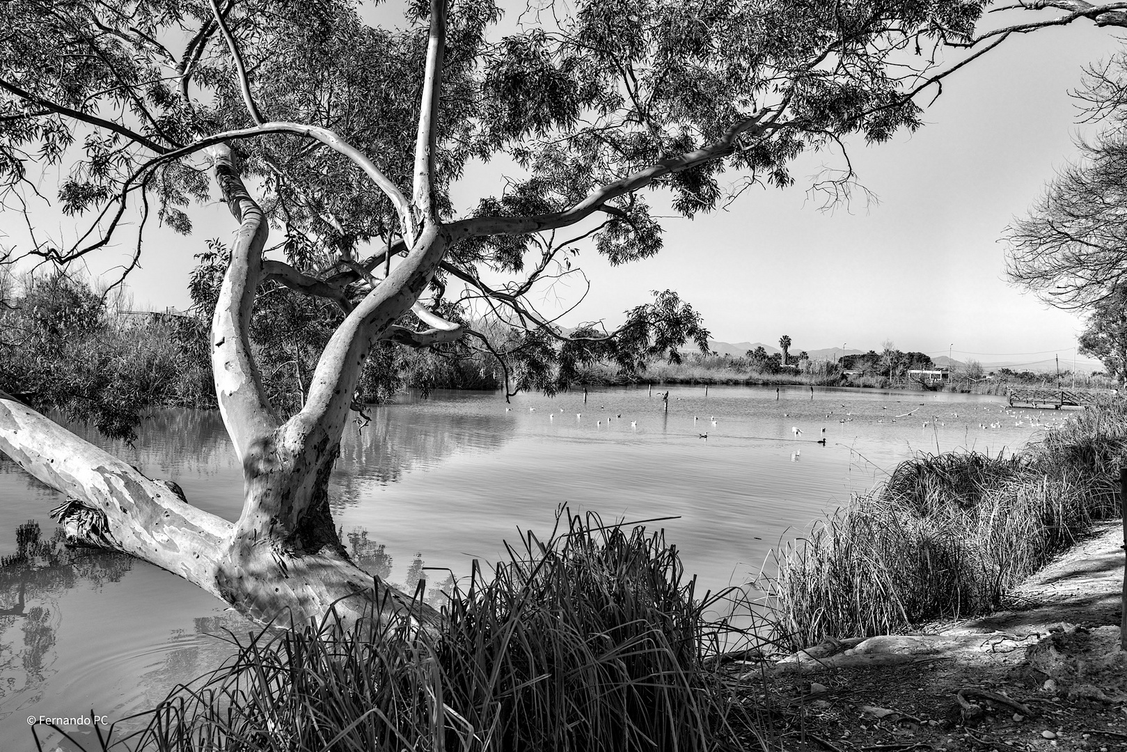 Estany de Nules