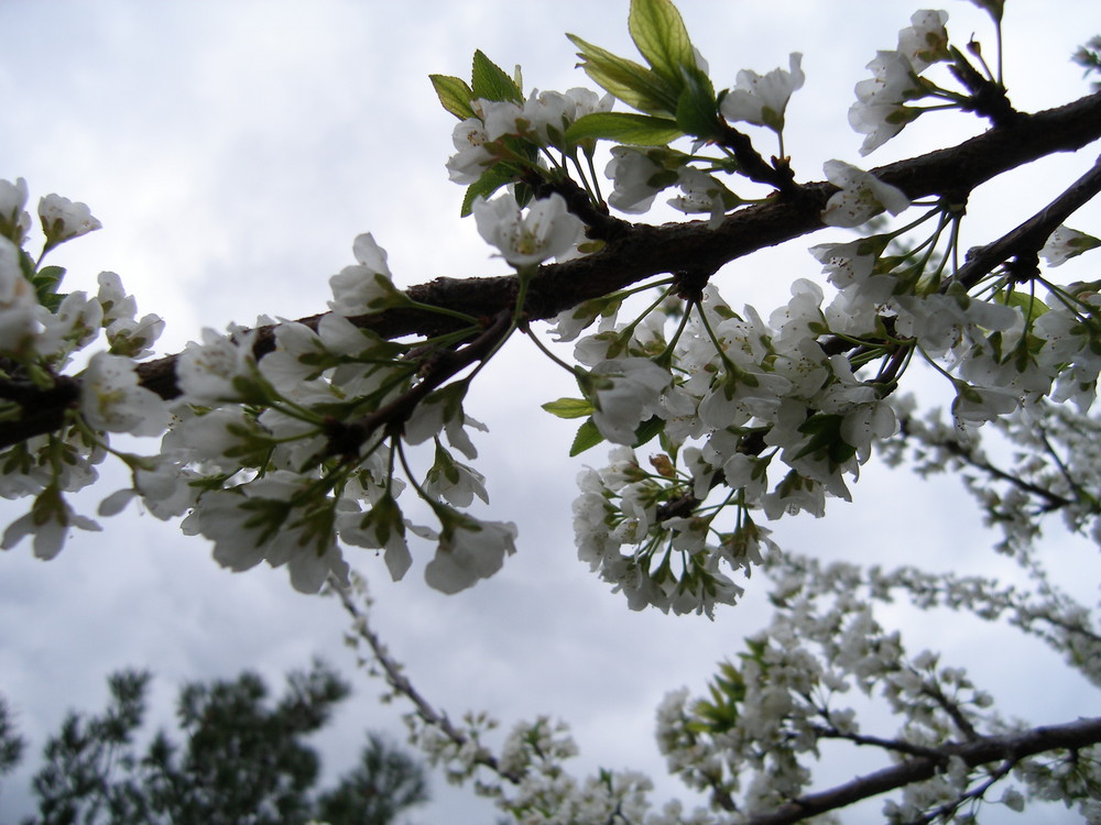 estar en flor