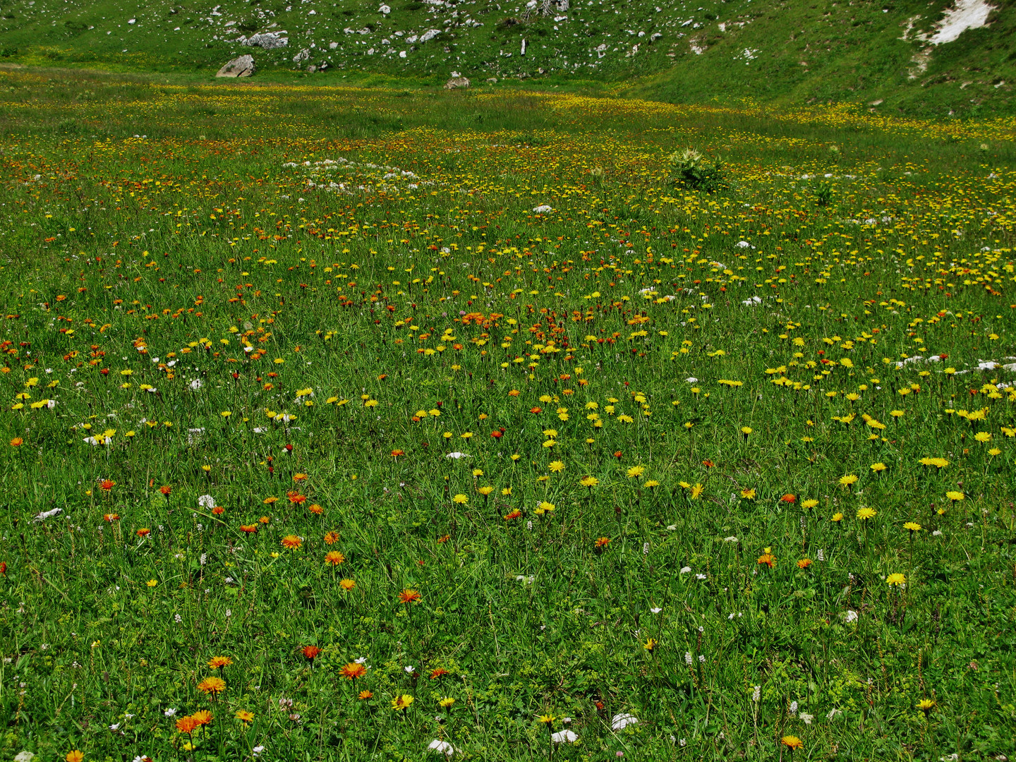 ESTATE IN MONTAGNA