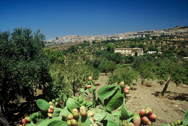 ESTATE IN SICILIA