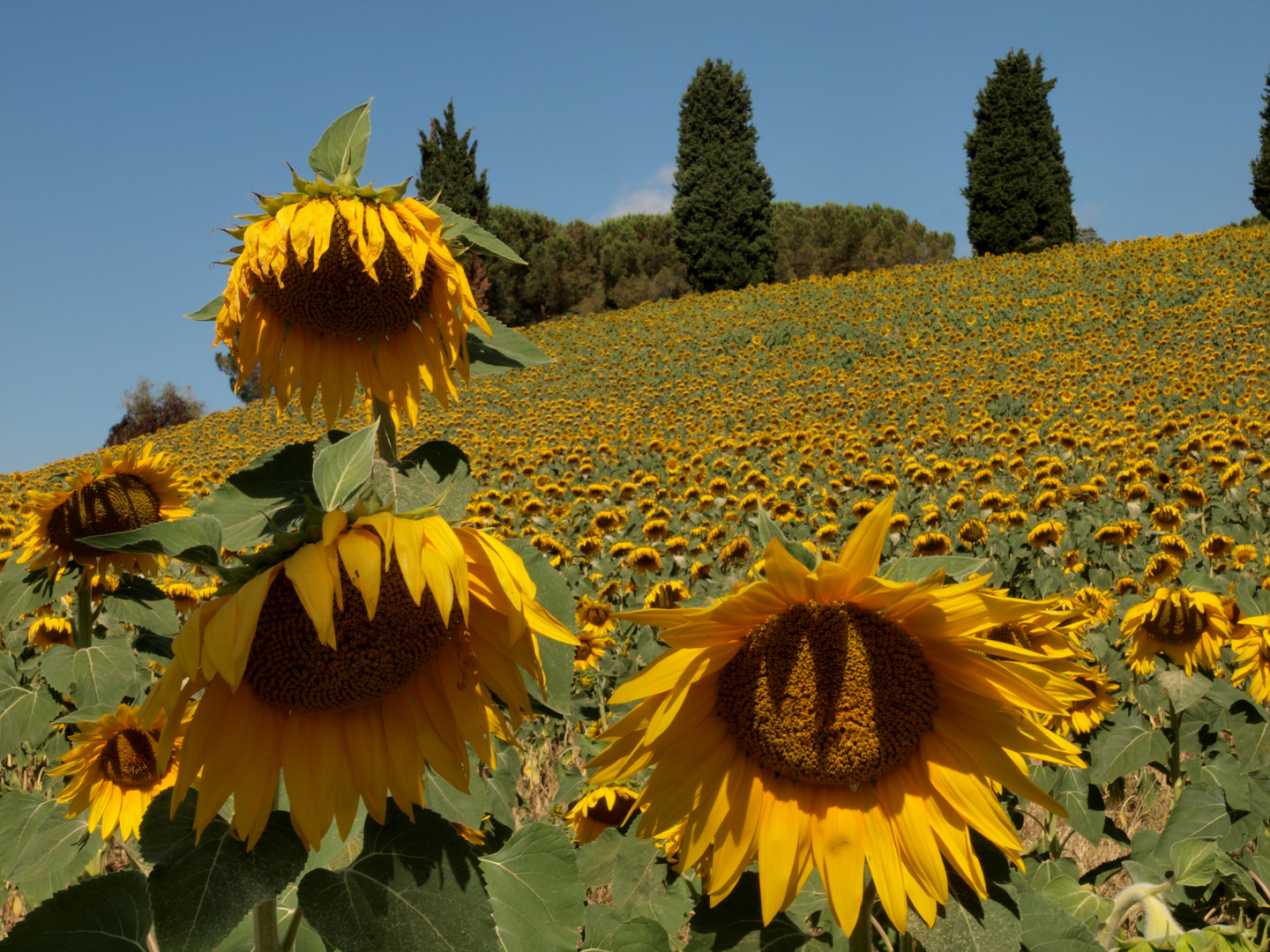 estate in Toscana il paesaggio