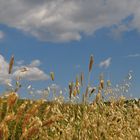 ...estate in Val d'Orcia...