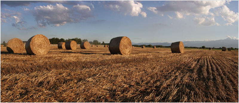 Estate per la campagna1