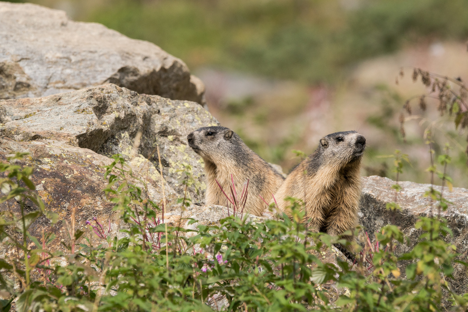 estate,  tempo di marmotte