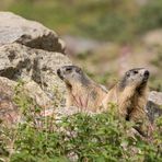 estate,  tempo di marmotte