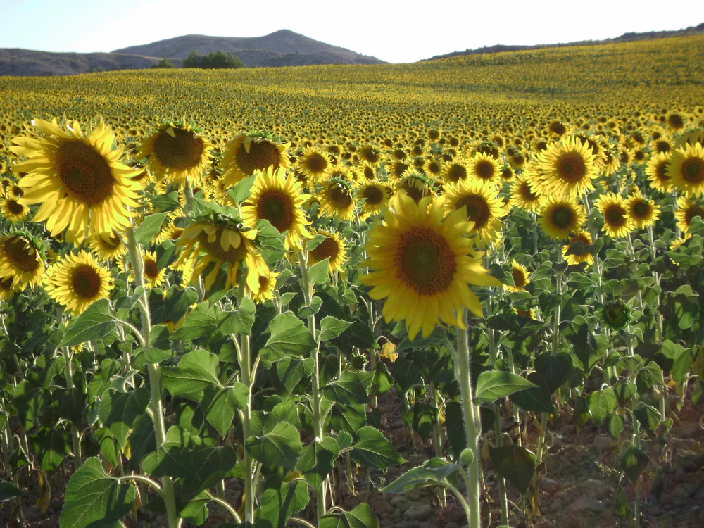 Este año ... girasoles.