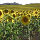 Este año ... girasoles.