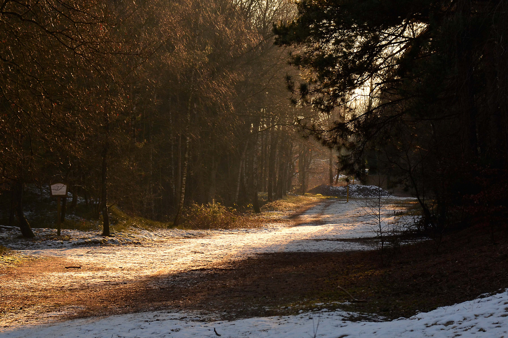 Esterfelder Wald im Januar 2015