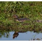 Estero del Ibera #6