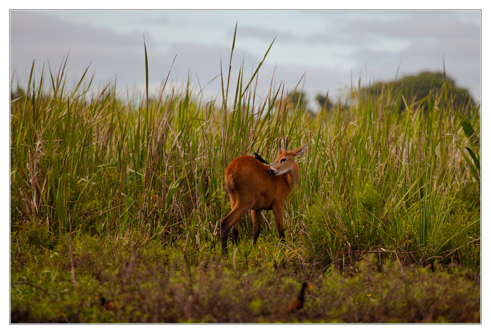 Estero del Ibera #7