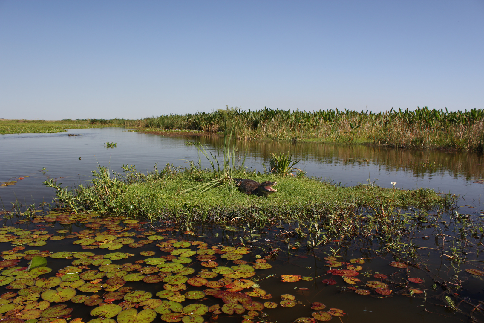 Esteros del Iberá