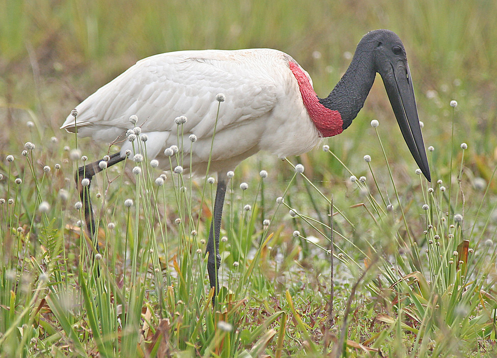 Esteros del Iberá