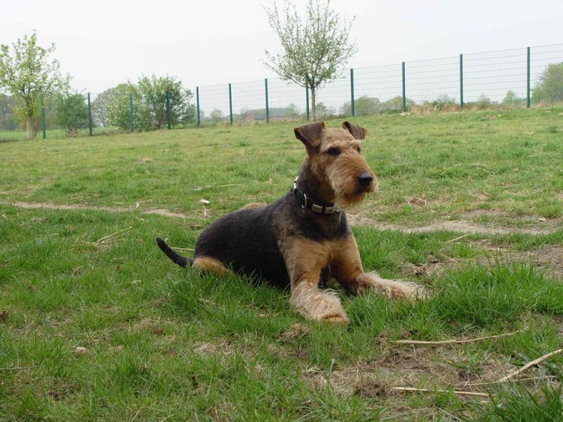 Esther - Terrier