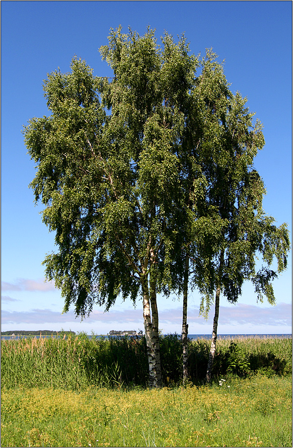 estnische birken am finnischen meerbusen