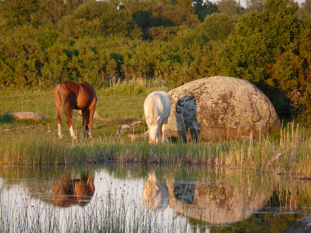estonian horses