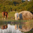 estonian horses