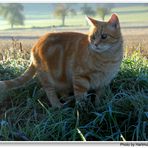 Estoy bajando a mi gato "Zorrito" (Fuchsie geht mit Gassi)