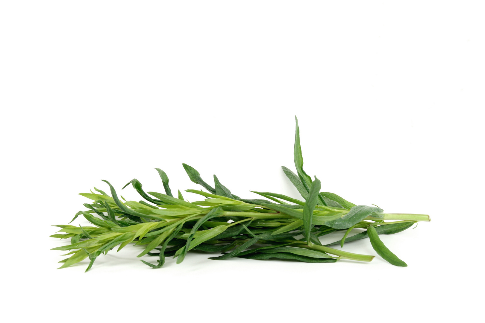 Estragon Foto & Bild stillleben, foodfotografie, obst & gemüse