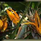 Estrelitzia, Pájaro de fuego