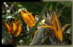 Estrelitzia, Pájaro de fuego