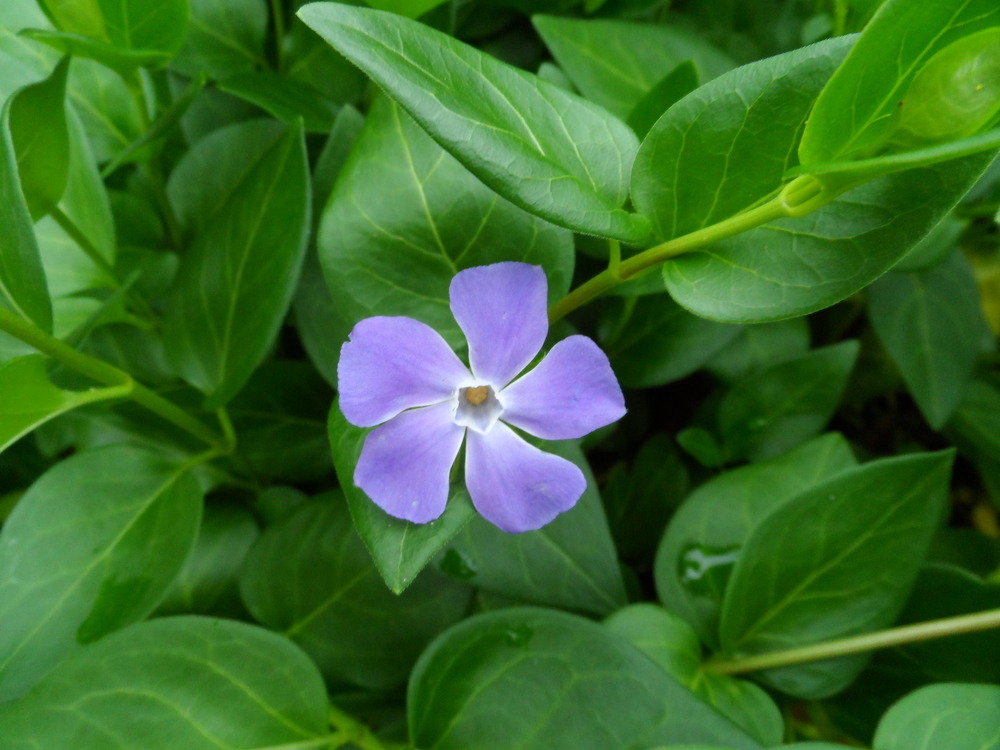 Estrella azul